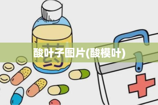 酸叶子图片(酸模叶)