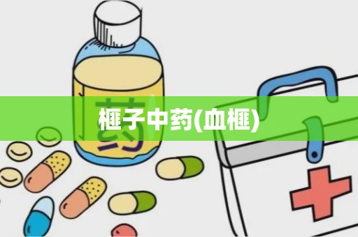 榧子中药(血榧)