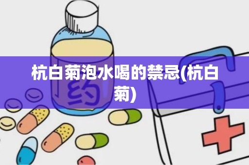 杭白菊泡水喝的禁忌(杭白菊)